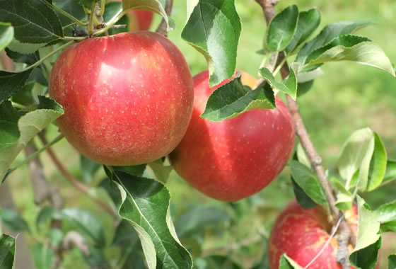 Aomori apples