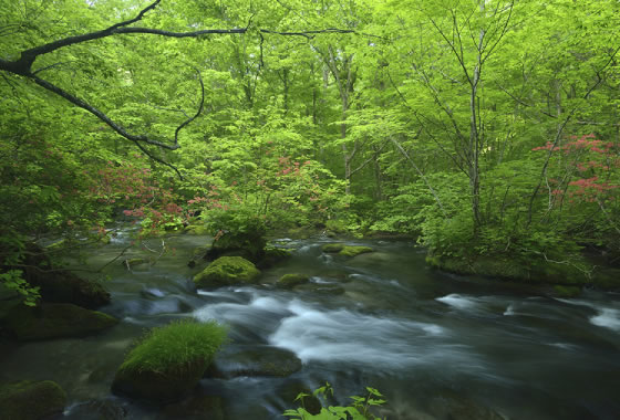 Oirase Gorge