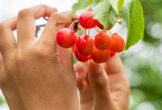 Cherry picking