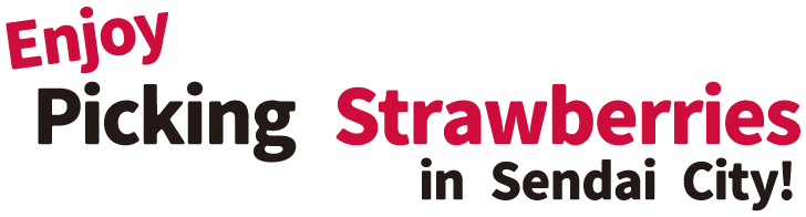 Enjoy Picking Strawberries in Sendai City!