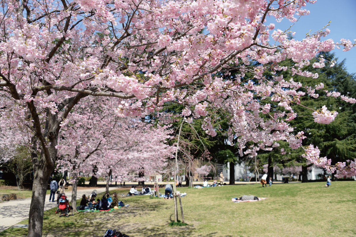 sakura