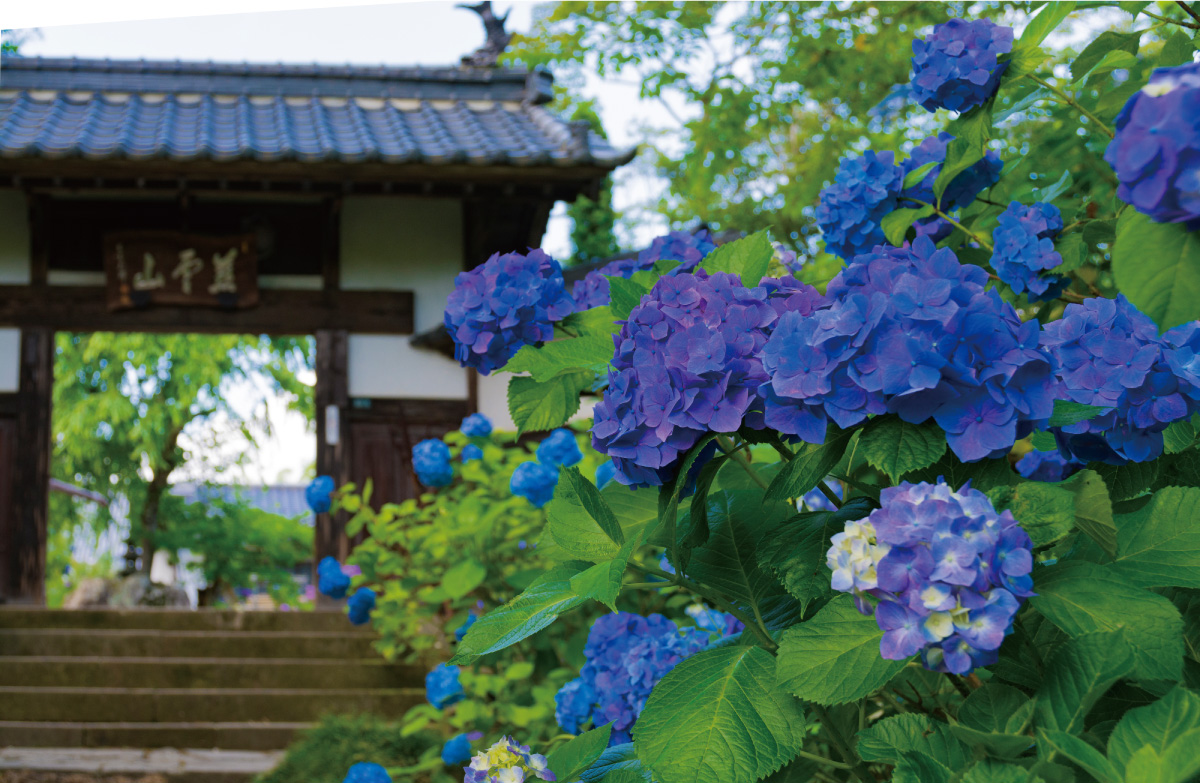 Hydrangeas