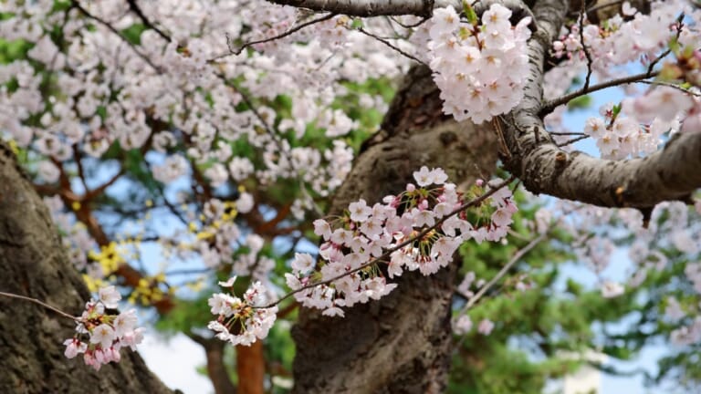 Cherry Blossoms in Sendai | Discover SENDAI