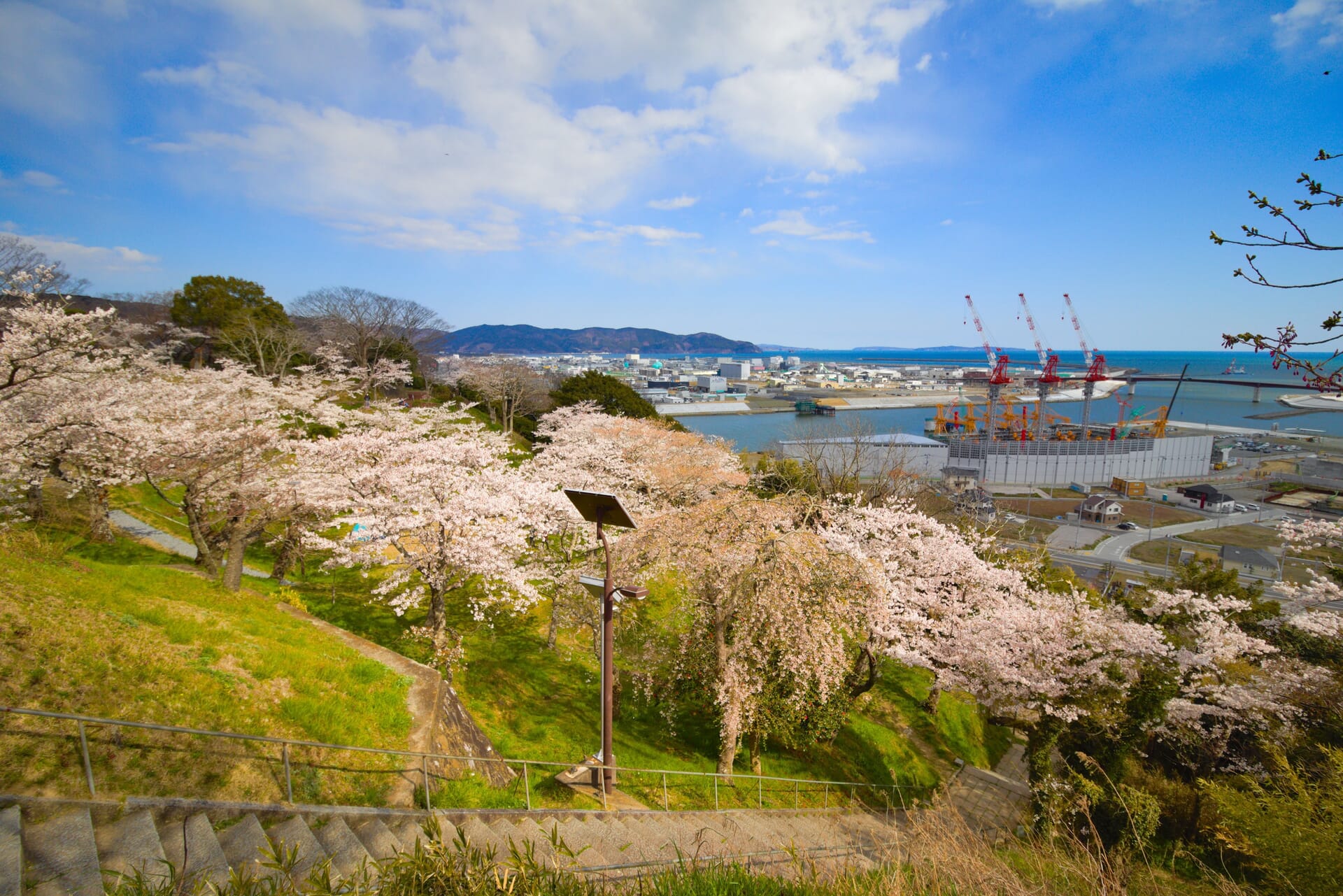 Cherry blossoms in Hiyoriyama Park